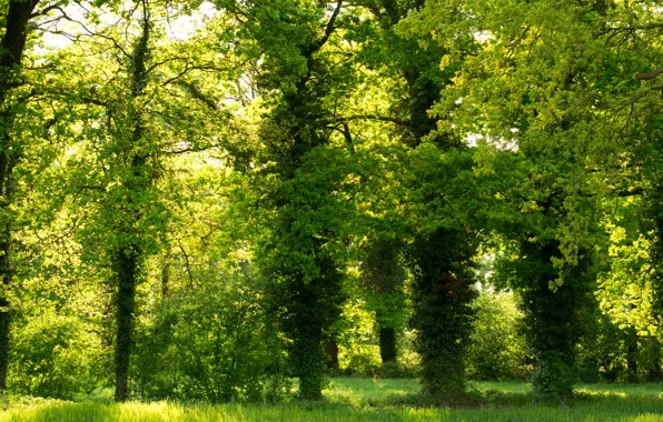 Картинка зелень, парк, green, Деревья, trees, park