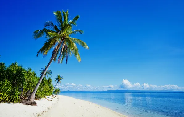 Природа, Море, Пляж, Тропики, Пальмы, Побережье, Филиппины