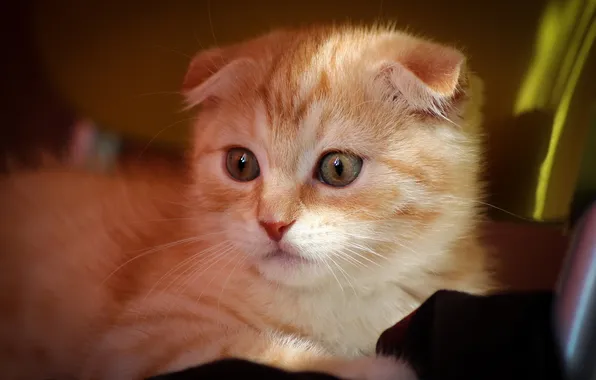 Кошка, взгляд, свет, поза, котенок, портрет, вислоухий, рыжий