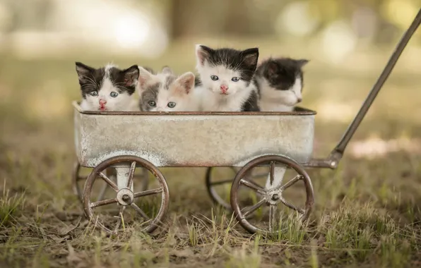 Взгляд, морда, кошки, природа, поза, котенок, котята, тележка