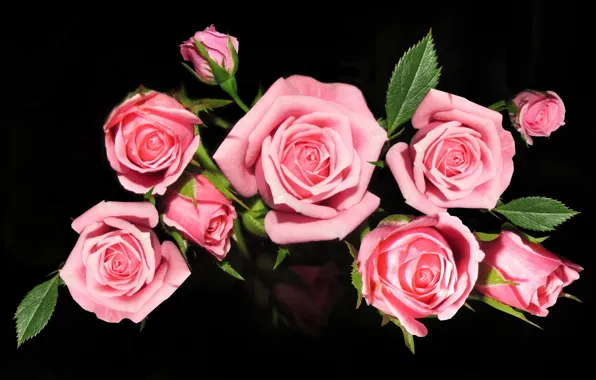 Картинка цветы, розы, букет, розовые, roses