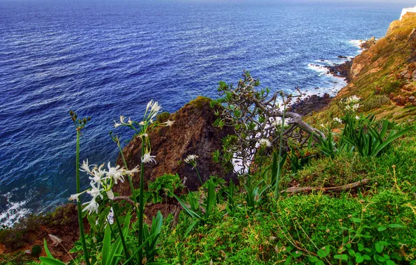 Картинка море, небо, трава, цветы, скалы