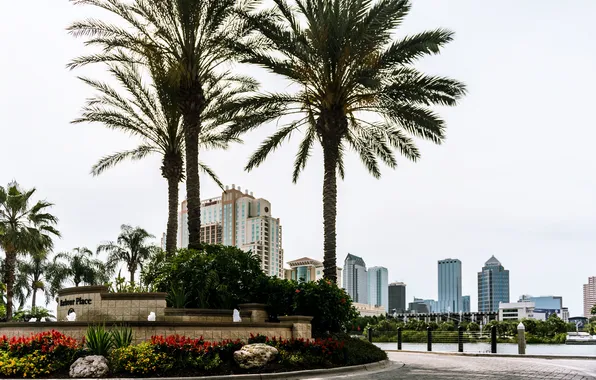 Картинка город, пальма, голубой, здание, небоскреб, Флорида, USA, США