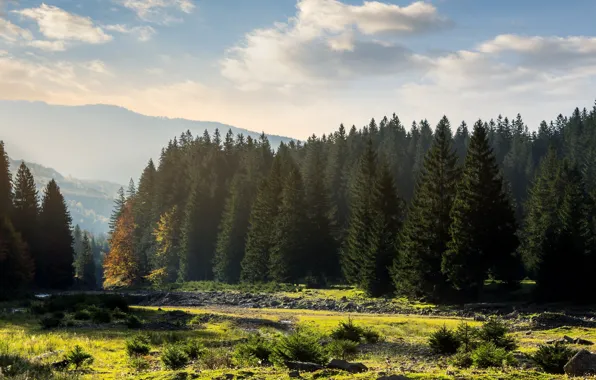 Картинка лес, пейзаж, красота