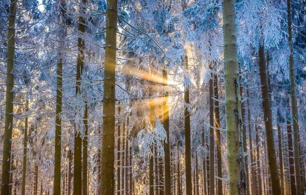Картинка зима, лес, свет, деревья