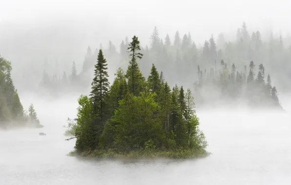 Лес, туман, остров, утро