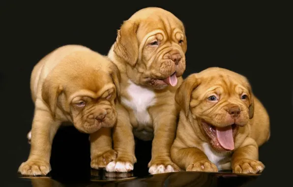 Картинка animals, dogs, cute, Little giants