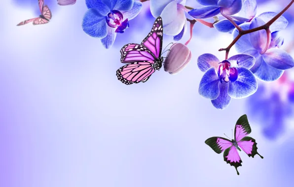 Бабочки, цветы, орхидея, blue, flowers, beautiful, orchid, butterflies