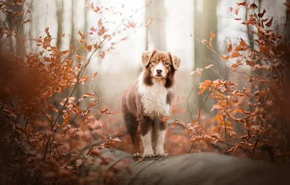 Природа, друг, собака