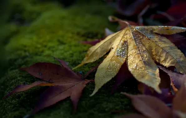 Картинка листья, макро, природа