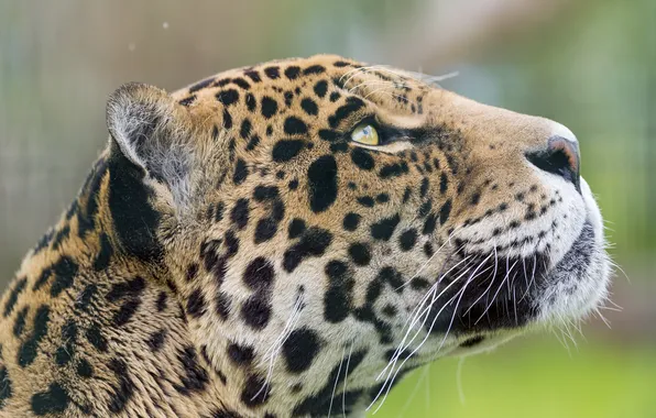 Кошка, морда, ягуар, профиль, ©Tambako The Jaguar