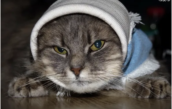 Кошка, Раиса, Петровна