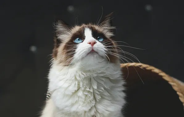 Кошка, кот, мордашка, смотрит вверх, рэгдолл