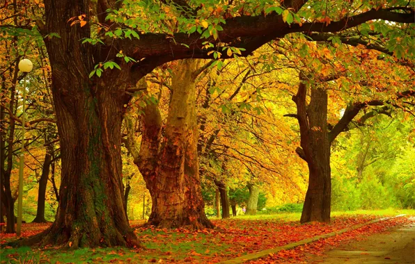 Осень, Деревья, Fall, Autumn, Trees