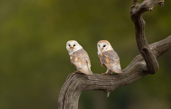 Птицы, природа, фон, дерево, сова, две, ветка, пара