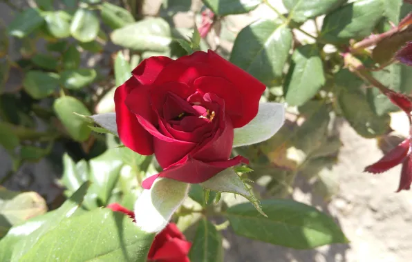 Роза, Rose, Red rose, Красная роза