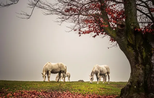 Картинка туман, дерево, кони