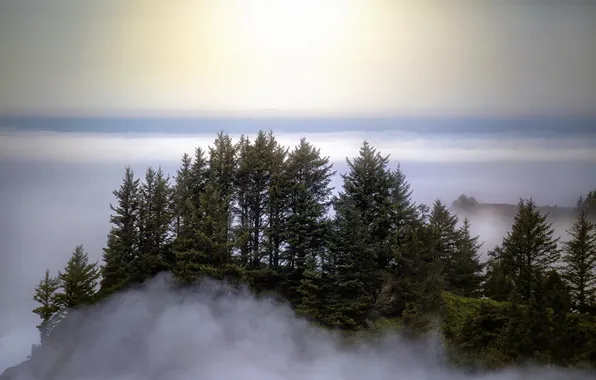 Картинка небо, деревья, туман