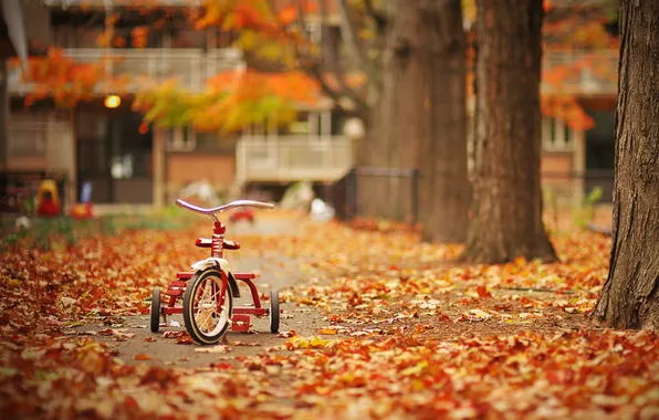 Листья, деревья, велосипед, парк, Осень