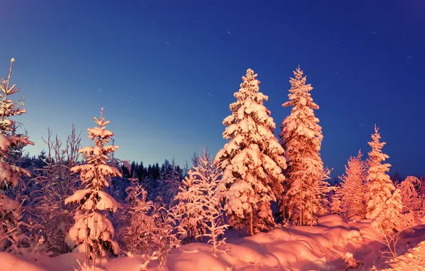 Зима, лес, снег, вечер