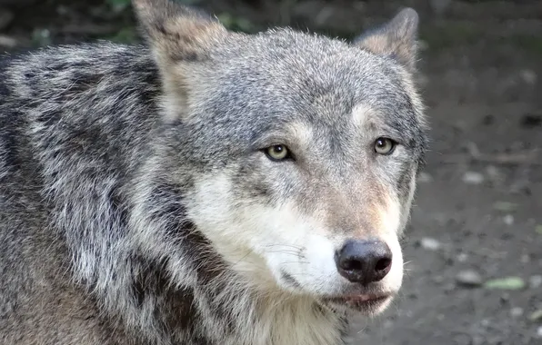 Nature, snow, predator, face, animal, wolf, wolves, wildlife
