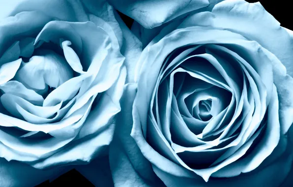 Картинка розы, красота, голубые, blue, Roses, beauty