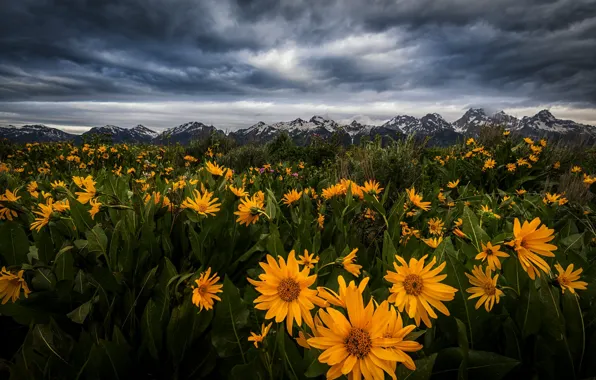 Картинка пейзаж, цветы, горы, тучи, природа, луг, Вайоминг, США