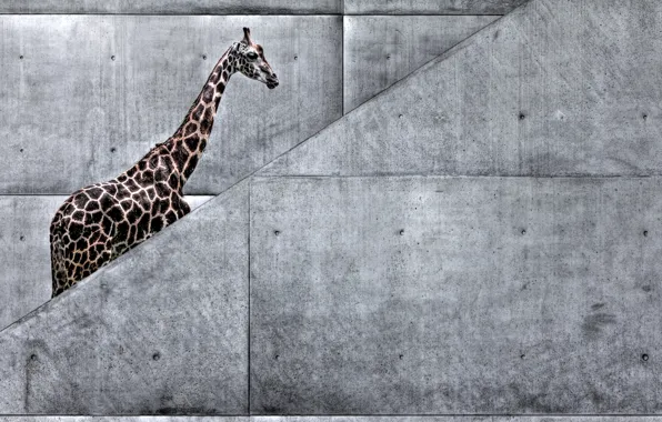 Картинка животные, природа, метро, арт, жираф, лестница, африка, жираф идет
