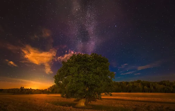 Картинка поле, ночь, дерево