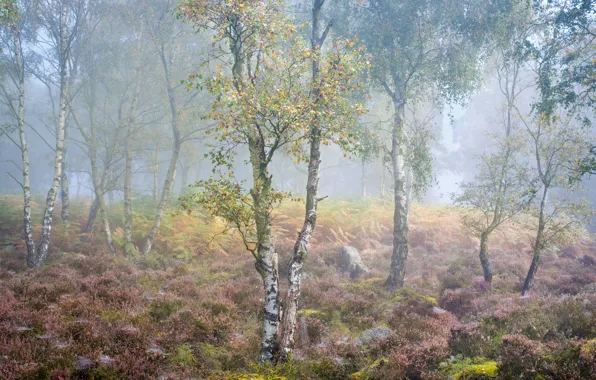 Картинка осень, туман, берёзы