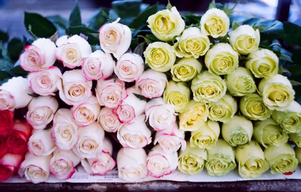 Фотообои розы