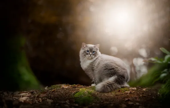 Лес, кошка, кот, взгляд, свет, природа, поляна, листва