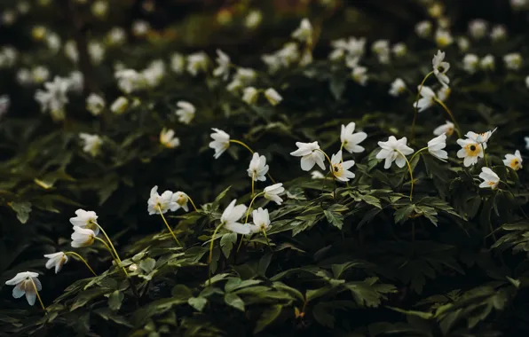 Цветы, Природа, Растение, Растения, Nature, Flowers, Field, Flora