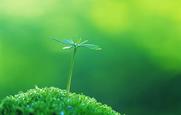 Картинка зелень, трава, вода, макро, свежесть, природа, green, росток