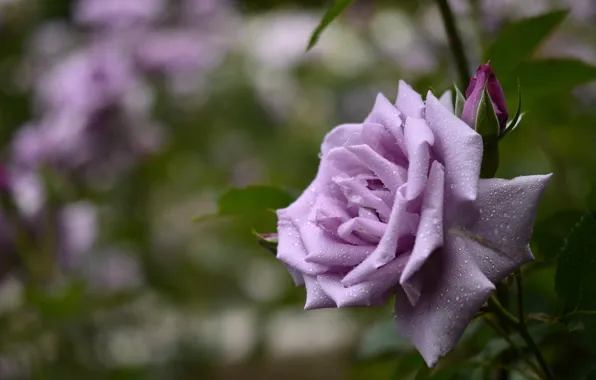 Цветы, розы, лепестки