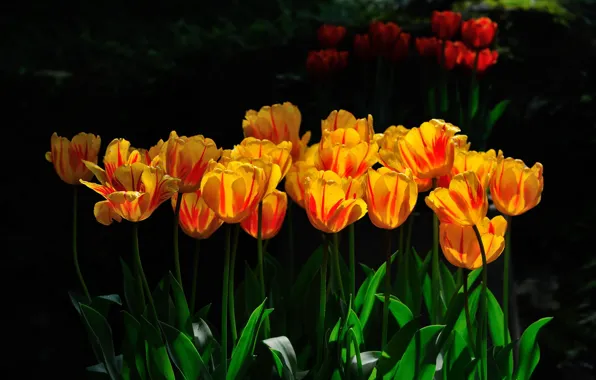 Листья, свет, цветы, природа, темный фон, весна, желтые, сад