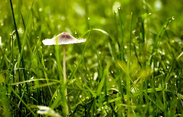 Картинка трава, макро, природа, гриб