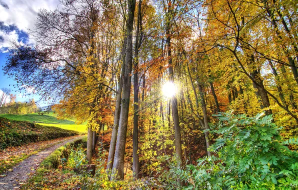 Картинка осень, листья, деревья, лучи солнца, тропинка, кусты