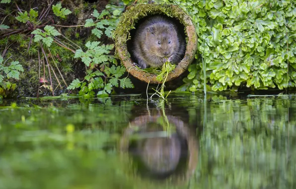 Green, water, plants, Pipe, The rat molehill
