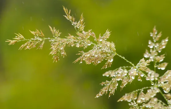 Grass, drops, blades