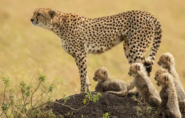 Animal, wildlife, big cat, cubs, cheeta