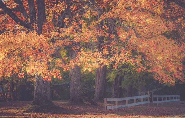 Grass, trees, autumn, leaves, fence, sunrise, shadows, sunlight