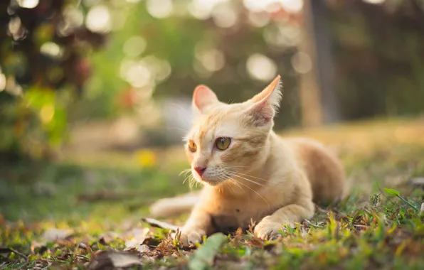Картинка кошка, лето, взгляд