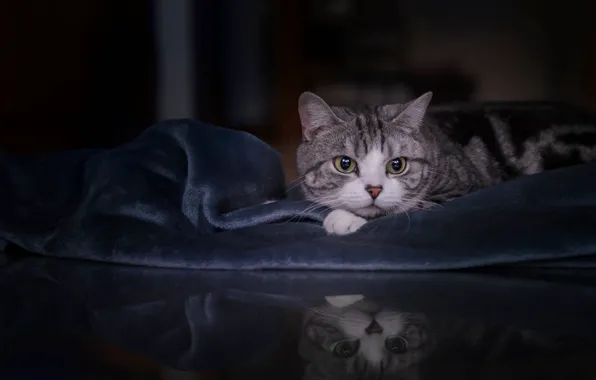 Кошка, кот, взгляд, поза, отражение, стол, комната, портрет