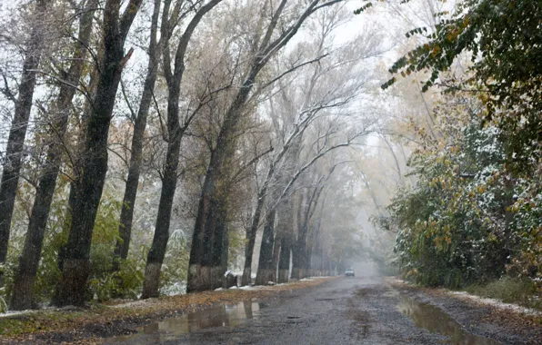 Дорога, осень, деревья, аллея, слякоть, первый снег