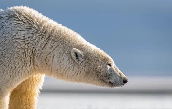 Картинка природа, зверь, Polar Bear