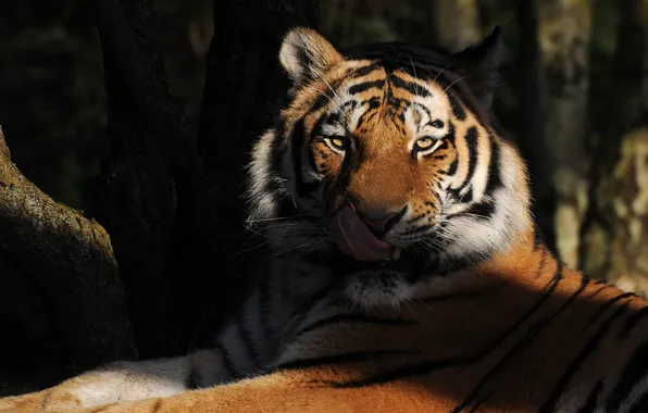 Картинка язык, взгляд, тигр, хищник
