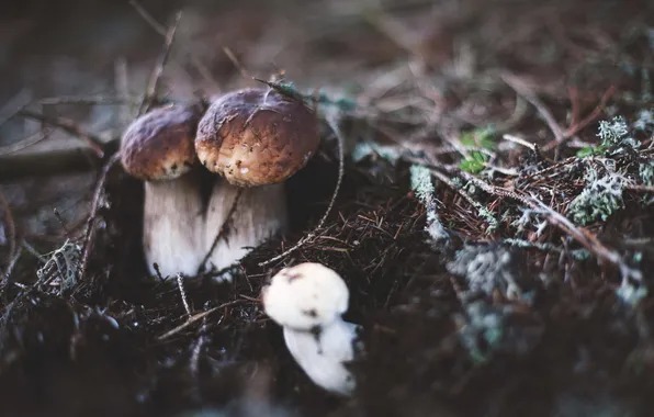 Картинка природа, фон, грибы