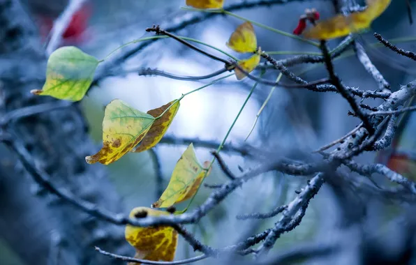 Картинка осень, листья, природа, цвет