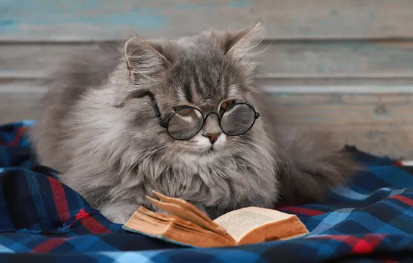 Кошка, кот, котенок, серый, очки, ткань, лежит, книга